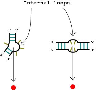 internal loops